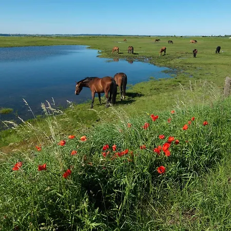 Vakantiehuis Daenische Ferienhaeuser Am Salzhaff Haus Midsommer *